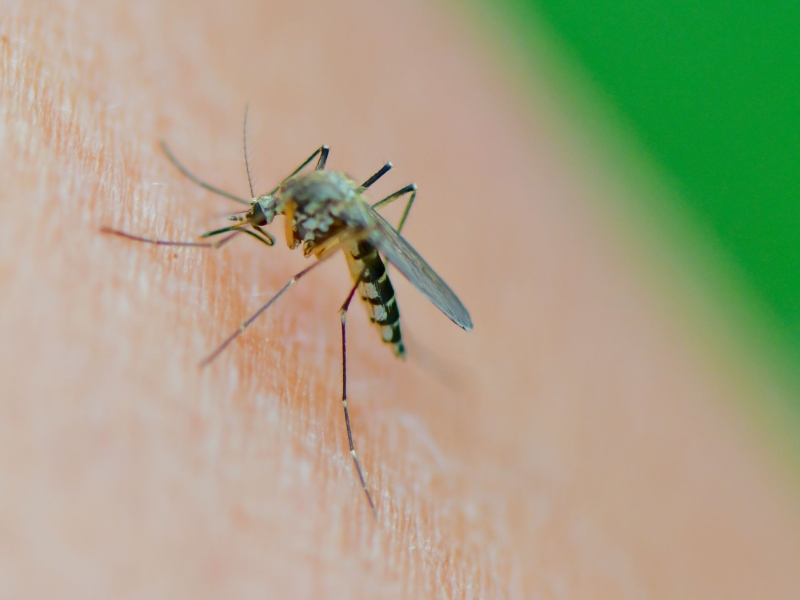 DPA Vorschau Bild für Artikel: Schutz vor Mücken / Warentest: Wie gut helfen Insektensprays und Stichheiler?  