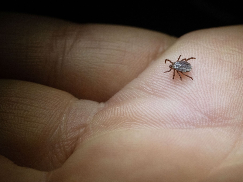 DPA Vorschau Bild für Artikel: Überträger von Krankheiten / Zeckenzeit: Wie erkenne ich Borreliose?  