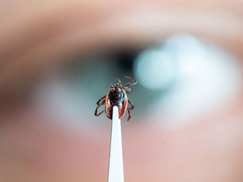 DPA Vorschau Bild für Artikel: FSME und Borreliose verhindern / Zecke entfernen in zwei Schritten  