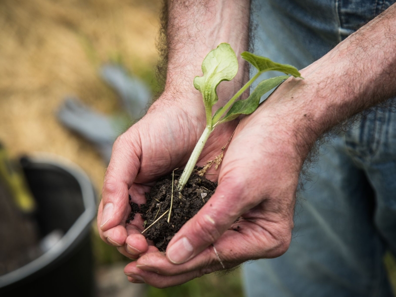 DPA Vorschau Bild für Artikel: Happy durch Harken & Co.? / Umfrage: Gartenarbeit tut der Seele gut  