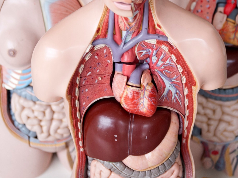 DPA Vorschau Bild für Artikel: Symptome kennen / Herzinfarkt: Vorboten zeigen sich teils schon Wochen vorher