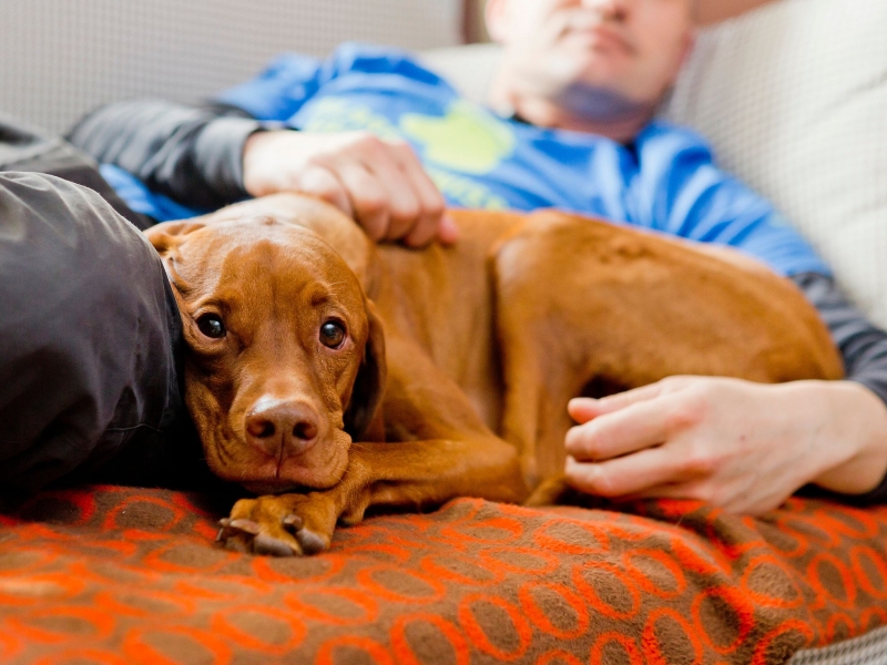 DPA Vorschau Bild für Artikel: Psychologie / Wie können Tiere der Seele helfen?  