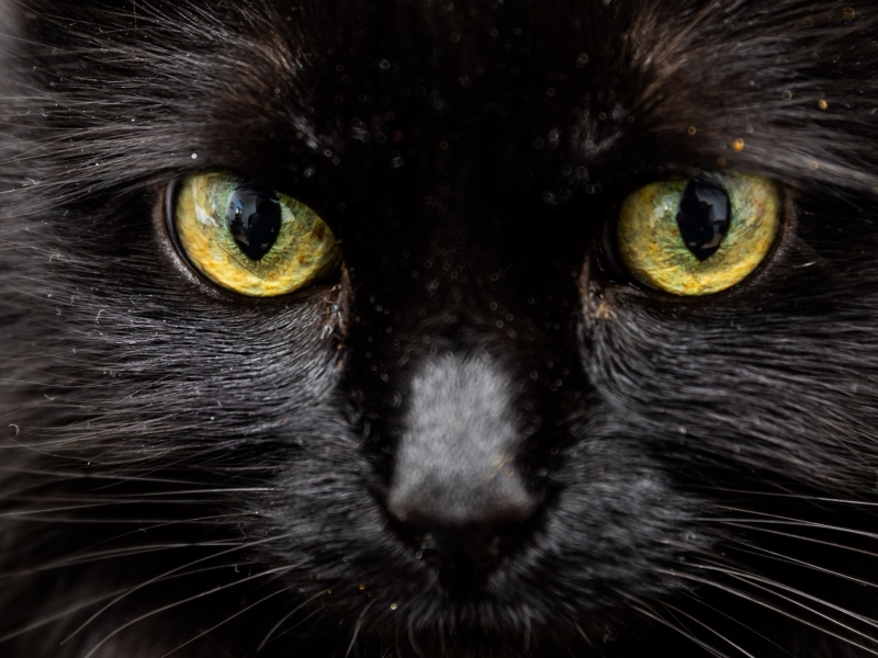 DPA Vorschau Bild für Artikel: Psychologie des Pechs / Freitag, der 13.: Unglückstag oder Denkfehler?  