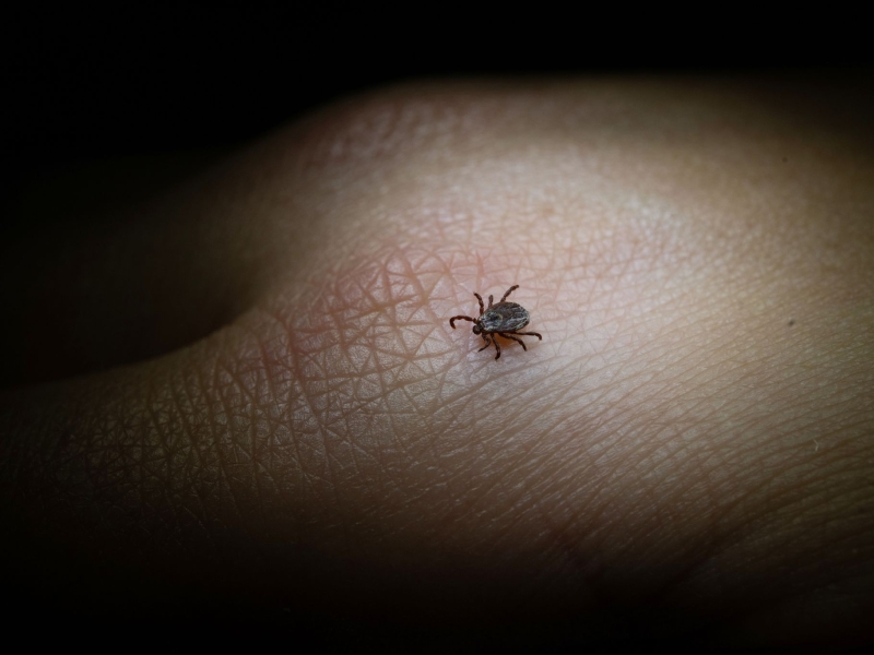 DPA Vorschau Bild für Artikel: Blutsauger / 6 Tipps: So schützt man sich vor Zecken, Borreliose und FSME  