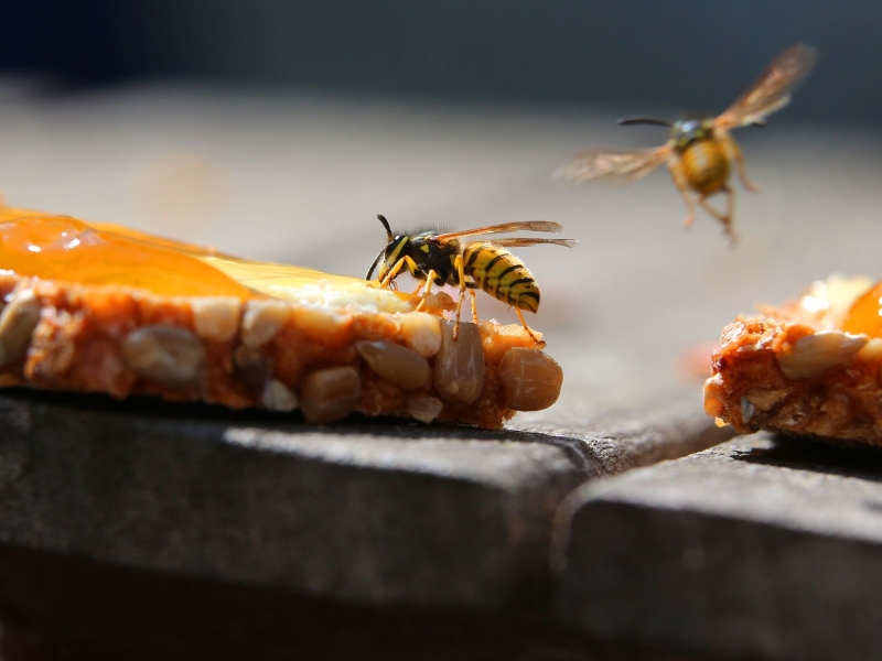 DPA Vorschau Bild für Artikel: Summ, brumm - Autsch! / Erste Hilfe bei Bienen- und Wespenstichen: So geht’s richtig
